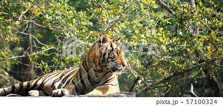 The tiger is lying on a wood log. 57100324