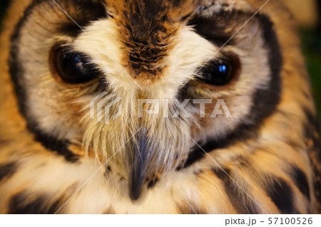 フクロウ ふくろうカフェ 梟 鴞 Strix Uralensis ウサギフクロウ タテジマフクロウの写真素材