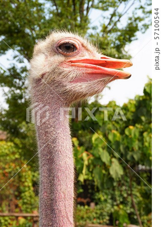 ダチョウ　群馬サファリパーク　群馬県　富岡市　動物園　 57100544