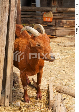 ヤギ　山羊　野羊　群馬サファリパーク　群馬県　富岡市　動物園　 57100731