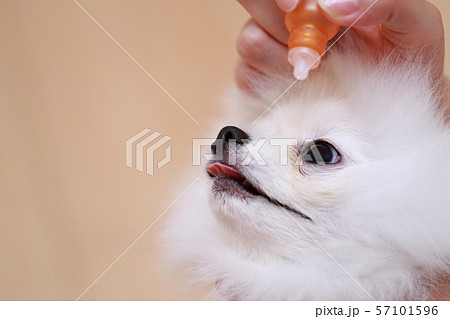 ポメラニアン 目薬薬 (猿期 犬 ドッグ イヌ 生物 動物 血統書 仔犬 子供 ホワイト 白 子供) 57101596
