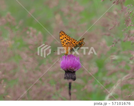 コヒョウモン 57101676