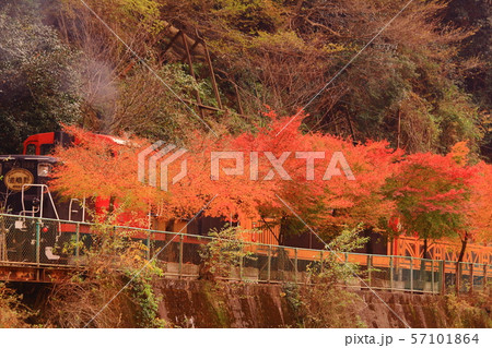トロッコ列車（京都　嵯峨野）が紅葉の中を走る 57101864
