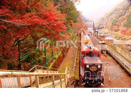 トロッコ列車（京都　嵯峨野）が紅葉の中を走る 57101868