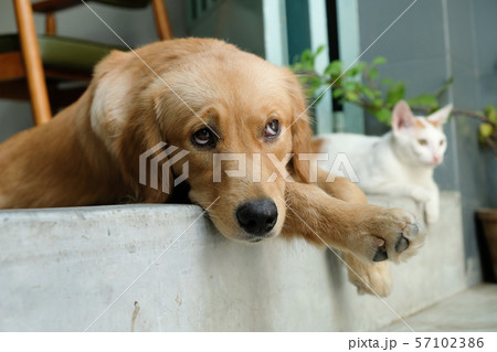 Golden retriever relax beside cat 57102386