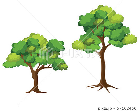 Collection of trees on white background. Cartoon of trees. 57102450