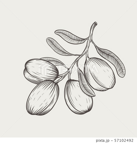 Vector illustration argan tree branch isolated. Engraved style. Vector illustration argan tree branch isolated. Engraved style. 57102492