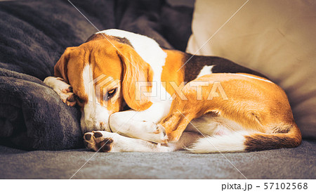 Sleeping beagle dog on the sofa in living room curled 57102568