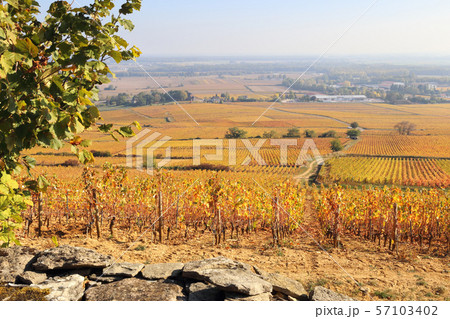 Landscape of France, Burgundy region, vineyards Landscape of France, Burgundy region, vineyards 57103402