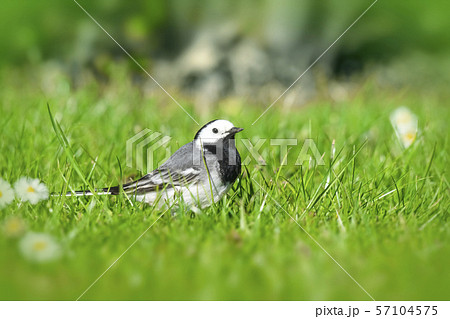 Wagtail bird on a green lawn in the spring Wagtail bird on a green lawn in the spring 57104575