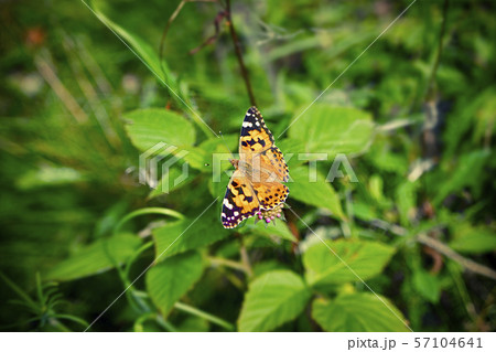 Vanessa Cardui butterfly on a pink flower Vanessa Cardui butterfly on a pink flower 57104641