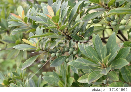 ホルトノキの実 57104662