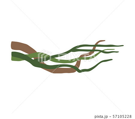 Winding Liana Branches, Tropical Vines, Jungle Plant Decorative Element, Rainforest Flora Vector 57105228