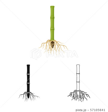 Isolated object of root and system sign. Set of root and sprout stock vector illustration. 57105641