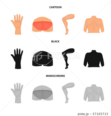 Vector design of body and part symbol. Set of...のイラスト素材 [57105715] - PIXTA