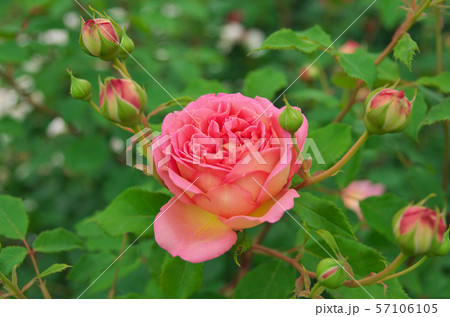 デビッド オースチン ロージズ バラ園の写真素材