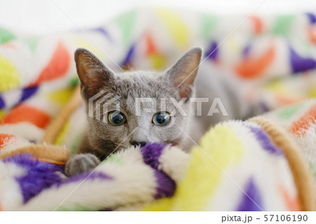 毛布に包まる子猫 57106190