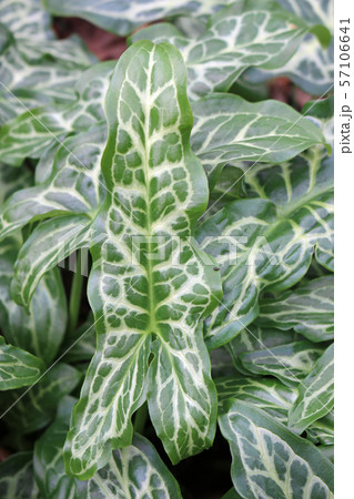 Italian arum leaves Italian arum leaves 57106641