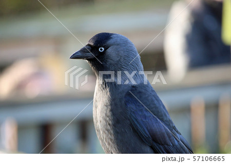 Jackdaw Jackdaw 57106665