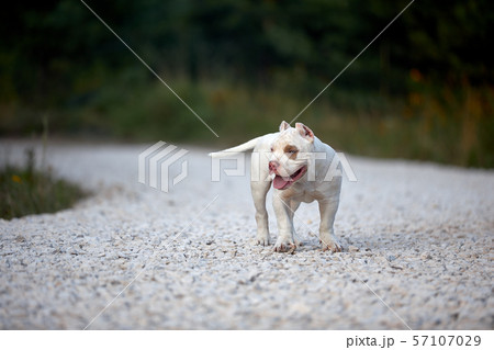 Cheerful dog bully run on gravel track and playing in the park. 57107029