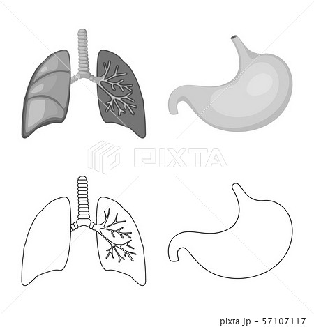 Vector illustration of biology and scientific symbol. Collection of biology and laboratory vector Vector illustration of biology and scientific symbol. Collection of biology and laboratory vector 57107117