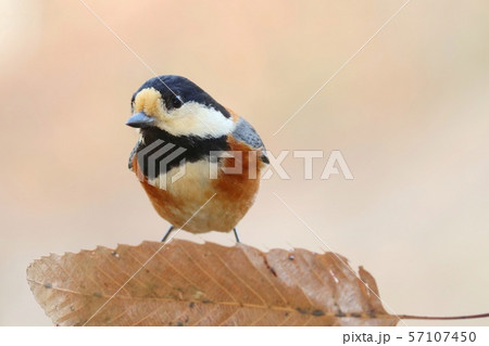 ヤマガラ　野鳥　クローズアップ 57107450