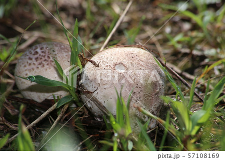 ホコリタケの仲間 57108169