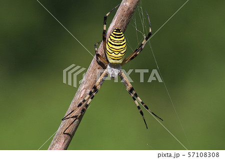 ナガコガネグモ 57108308