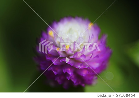 センニチコウ　千日紅　Gomphrena globosa 57108454