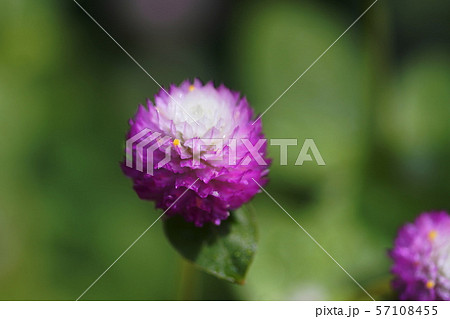 センニチコウ　千日紅　Gomphrena globosa 57108455