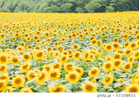 夏 ひまわり 夏 ひまわり 57108653