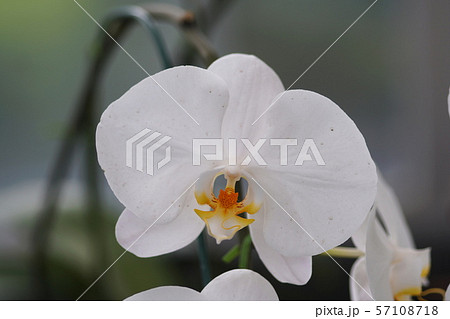 コチョウラン　Orchid 57108718