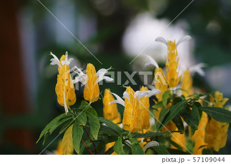 パキスタキス　Pachystachyslutea 57109044