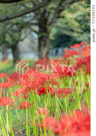 見沼田んぼ　見沼代用水沿いに咲く彼岸花　秋 57109141