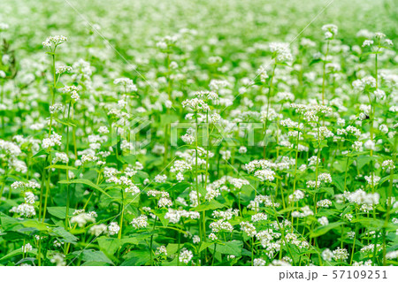 一面のそばの花 長野県 の写真素材