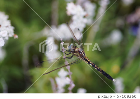 ムギワラトンボ Common skimmer ムギワラトンボ Common skimmer 57109260