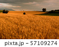北海道・美瑛の丘　夕暮れの麦畑 57109274