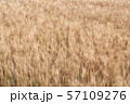 北海道・美瑛　風に揺れる麦畑 57109276