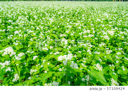 一面のそばの花　【長野県】 57109424