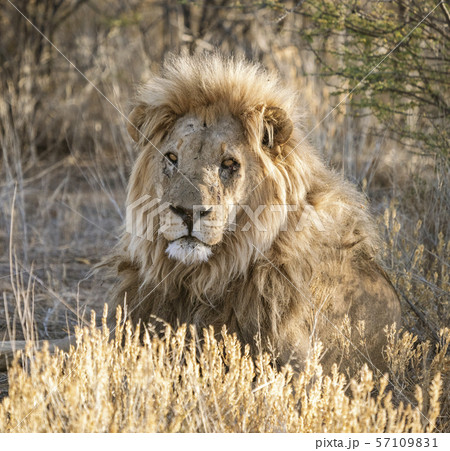 Adult male lion lies down in the short dry grass Adult male lion lies down in the short dry grass 57109831