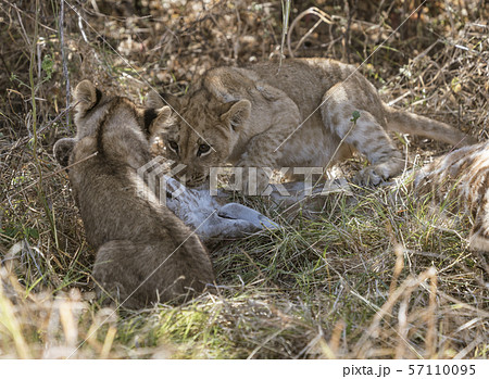 Lion cubs attempt to eat a giraffe killed by their mother Lion cubs attempt to eat a giraffe killed by their mother 57110095