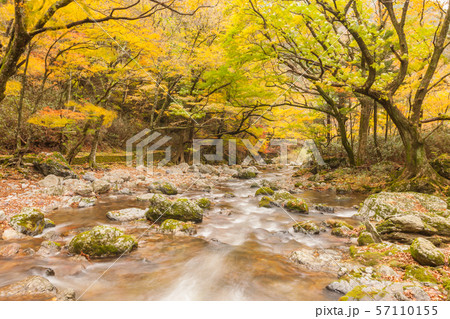 小田深山渓谷の紅葉 57110155