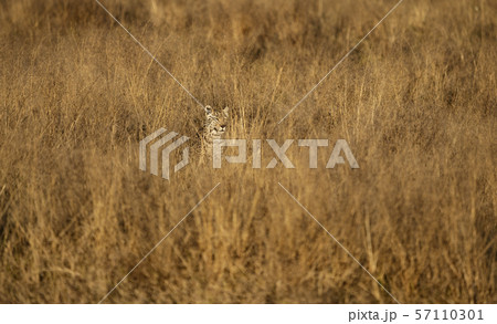 Leopard is nearly invisible in the short dry grass, as he stalks his prey 57110301