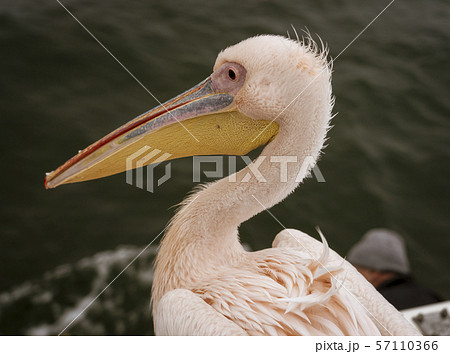 Profile of a Great White Pelican Profile of a Great White Pelican 57110366