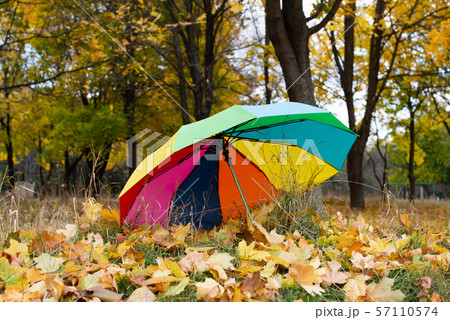 colored umbrella in the park among autumn leaves 57110574