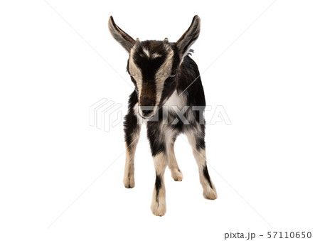 little goat isolated 57110650