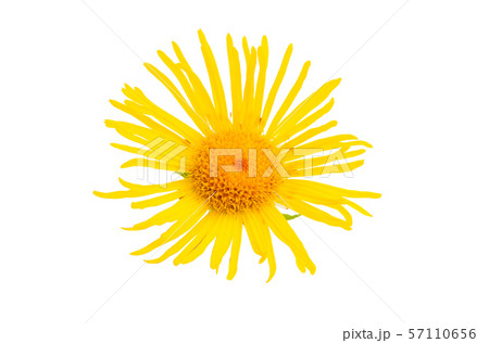 inula flower isolated inula flower isolated 57110656