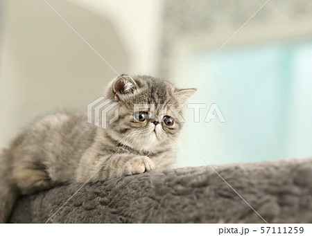 エキゾチックショートヘア 57111259