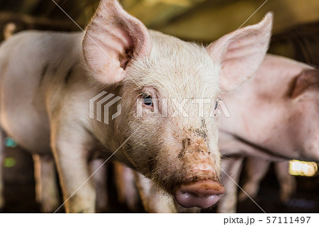 Dirty young piglet waiting food in breeding farm Dirty young piglet waiting food in breeding farm 57111497
