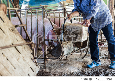 Dirty young piglet waiting food in breeding farm Dirty young piglet waiting food in breeding farm 57111498